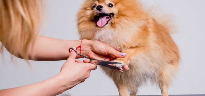 Fancy Fur: Creative Styling Ideas for Dog Grooming Enthusiasts