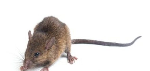 Pest Control Innovations for Rat Eradication