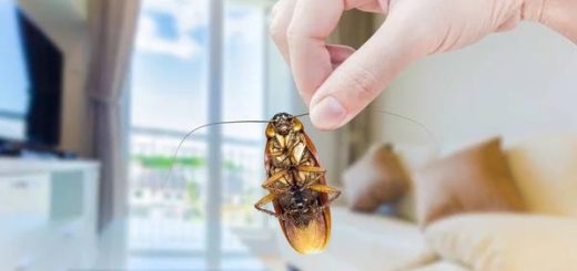 Reliable Cockroach Pest Control Services Sydney