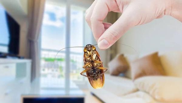 Reliable Cockroach Pest Control Services Sydney