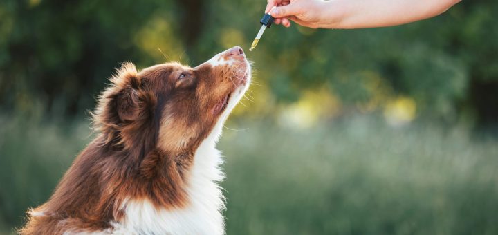 A Vet’s Perspective The Pros and Cons of Using CBD Oil for Dogs