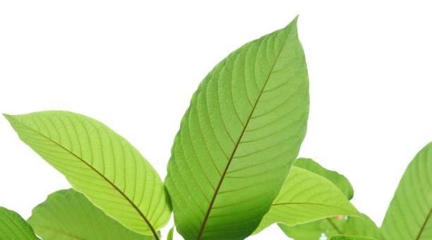 How Many Calories in Kratom? Discover the Details and Implications